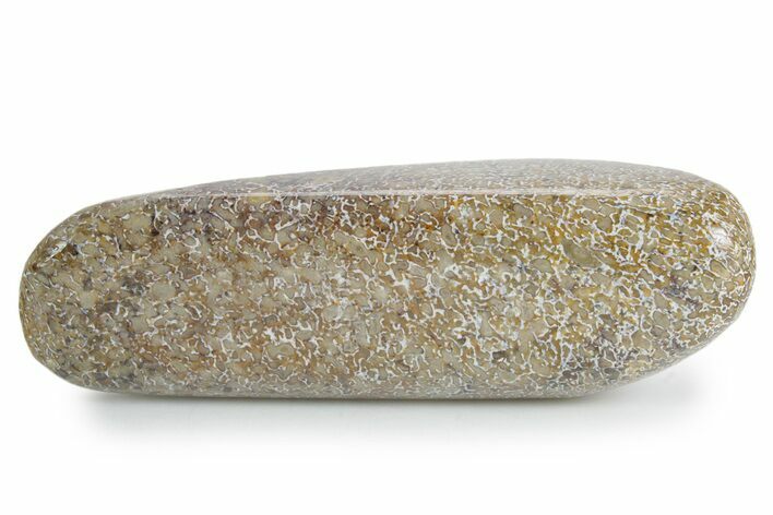 Polished Dinosaur Bone (Gembone) - Morocco #349597